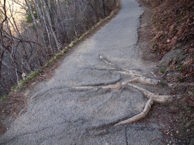 [Portion of trail with tree roots as a visible tripping hazard.]